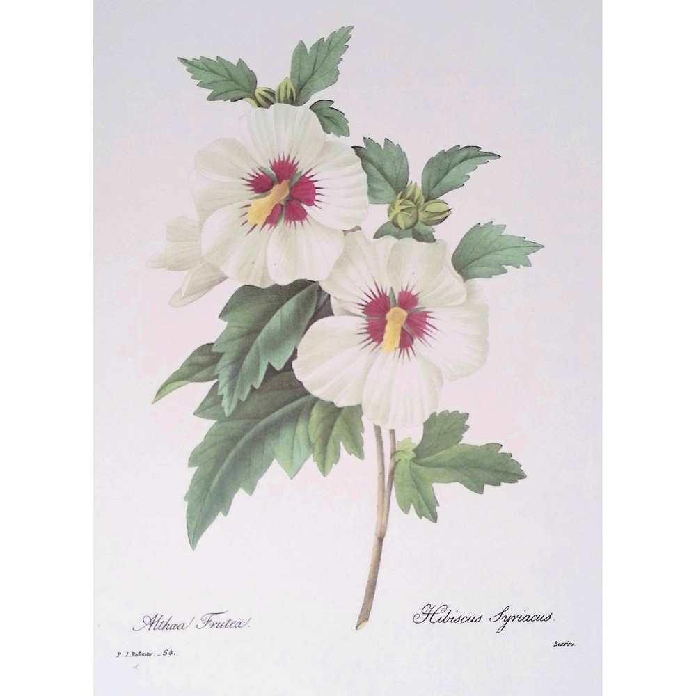 Redouté White Hibiscus Rose of Sharon Vintage Botanical Print Cottage Wall Art